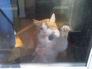 Boyo trying to escape