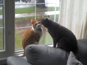 Dash and Wayne are best friends