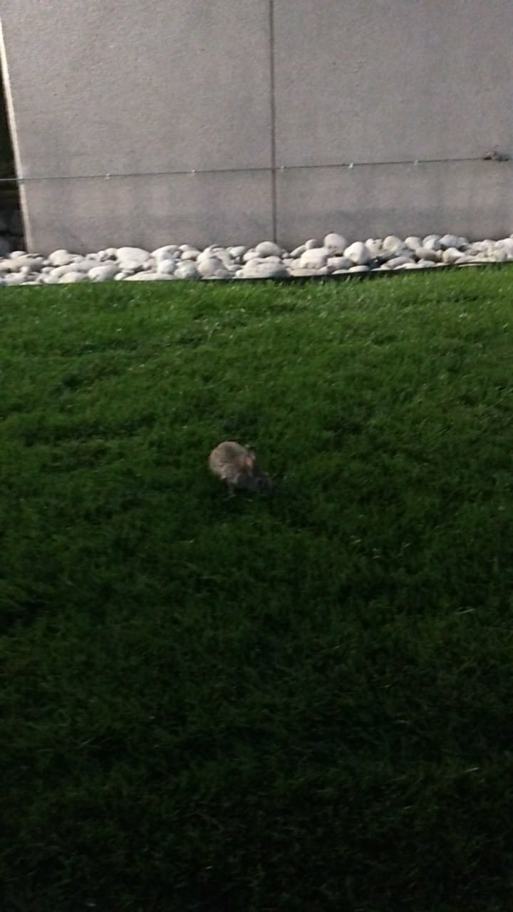 Bunny Rabbit in Denver