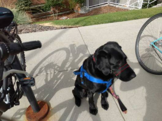 If you can't find a bus stop, Find a bike rack!