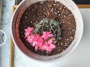 A succulent plant in a pot, with blossoming pinkish flowers on it.