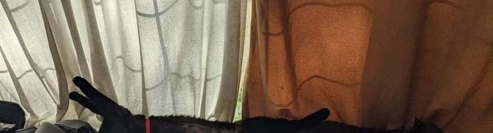 Wolfie and Simone are side by side on the back of the couch